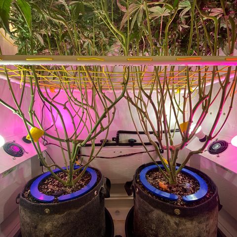 Ultra Purple growlog timeline photo