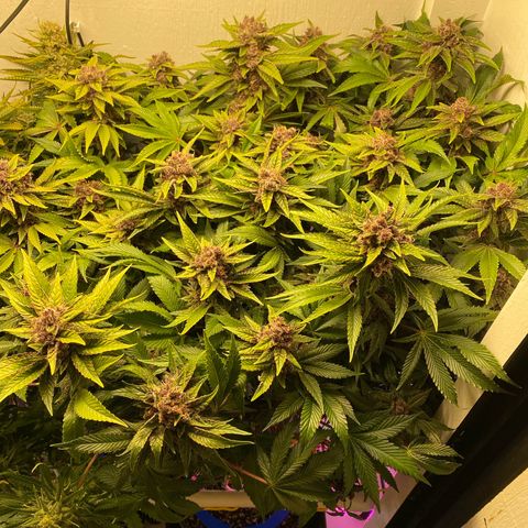 Ultra Purple growlog timeline photo