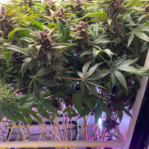 Ultra Purple growlog timeline photo