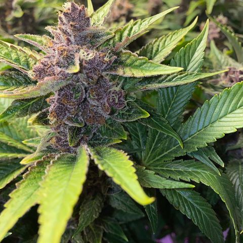 Ultra Purple growlog timeline photo