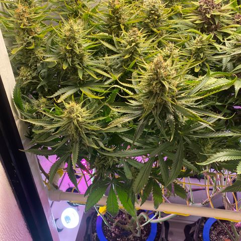 Ultra Skunk growlog timeline photo
