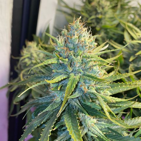 Ultra Skunk growlog timeline photo