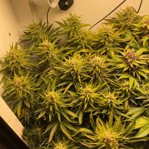 Ultra Skunk growlog timeline photo