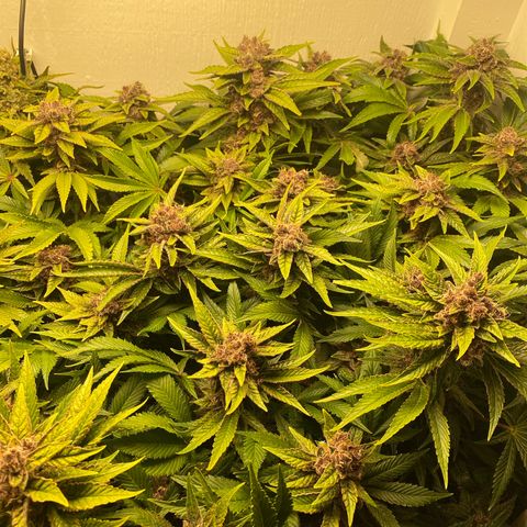 Ultra Purple growlog timeline photo