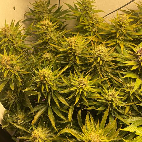 Ultra Skunk growlog timeline photo