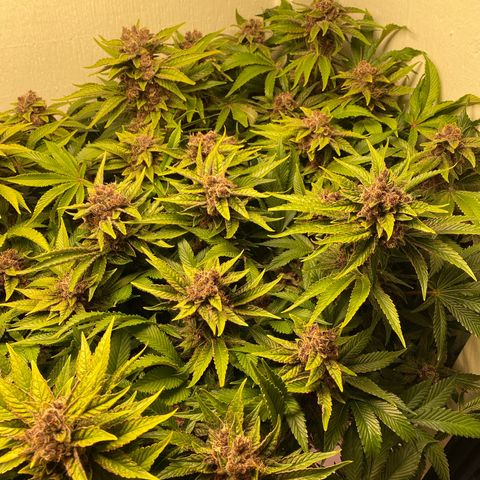 Ultra Purple growlog timeline photo