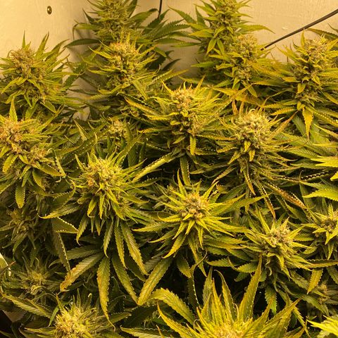 Ultra Skunk growlog timeline photo