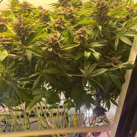 Ultra Purple growlog timeline photo