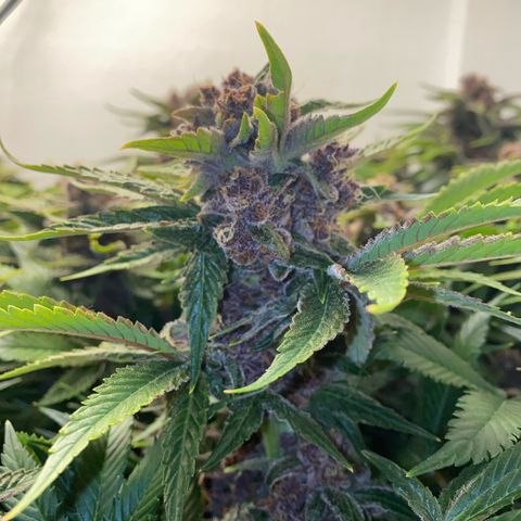 Ultra Purple growlog timeline photo