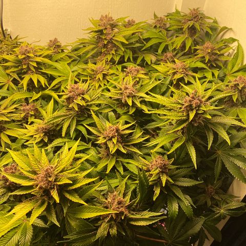 Ultra Purple growlog timeline photo