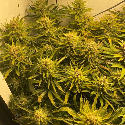 Ultra Skunk growlog timeline photo