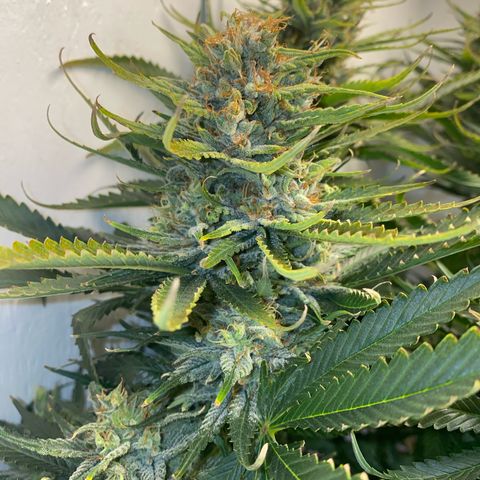 Ultra Skunk growlog timeline photo