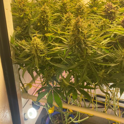 Ultra Skunk growlog timeline photo