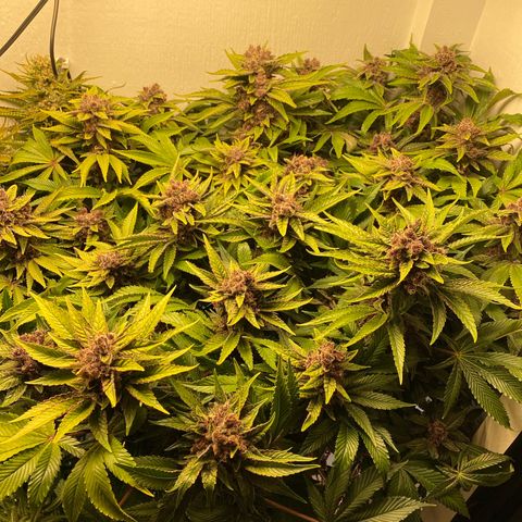Ultra Purple growlog timeline photo