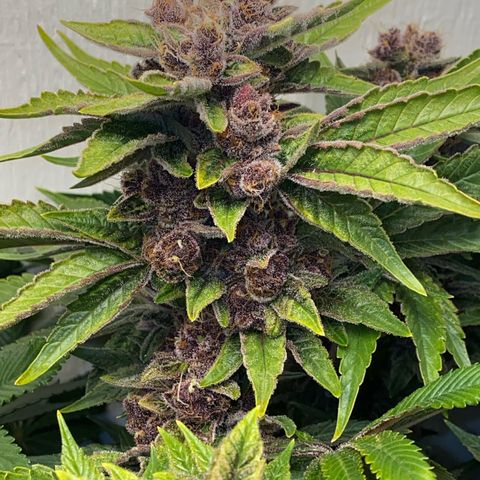 Ultra Purple growlog timeline photo