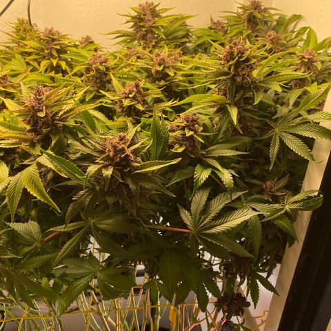Ultra Purple growlog timeline photo