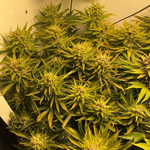 Ultra Skunk growlog timeline photo