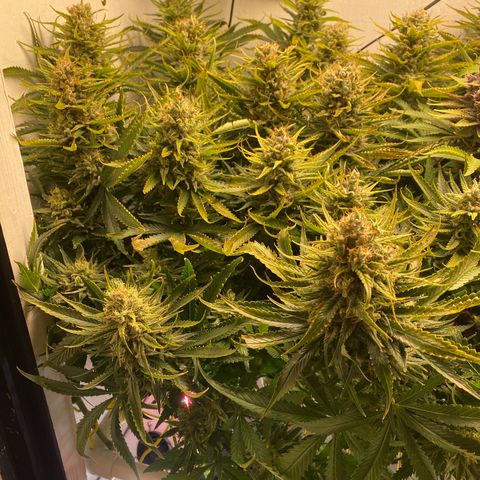 Ultra Skunk growlog timeline photo