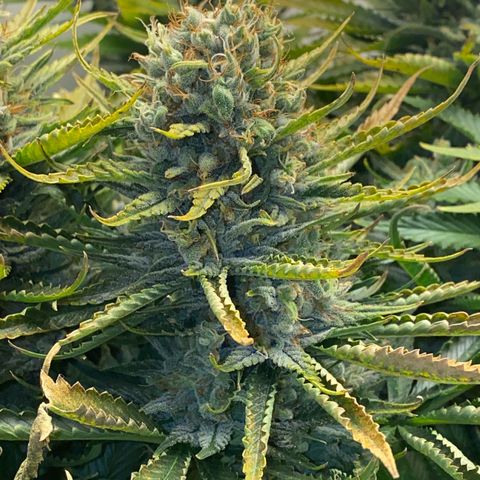 Ultra Skunk growlog timeline photo
