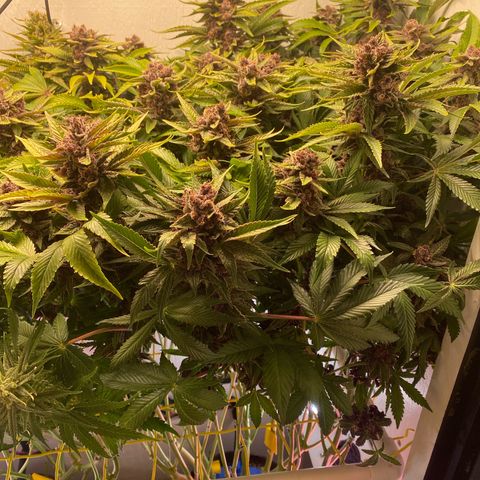 Ultra Purple growlog timeline photo