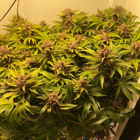 Ultra Purple growlog timeline photo