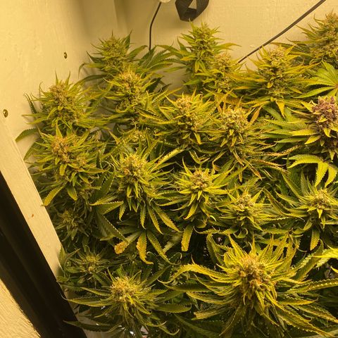 Ultra Skunk growlog timeline photo