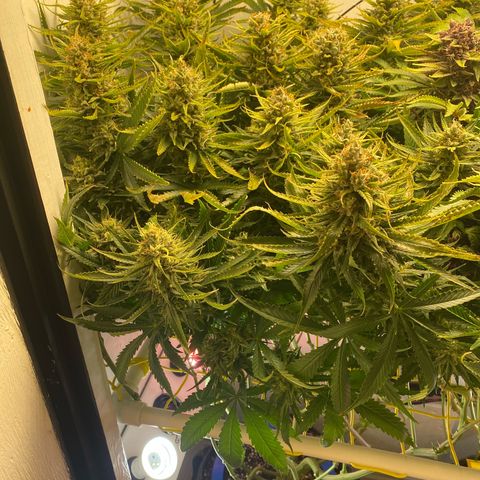 Ultra Skunk growlog timeline photo