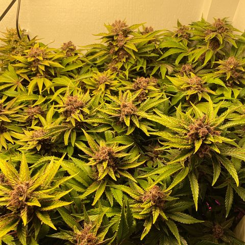 Ultra Purple growlog timeline photo