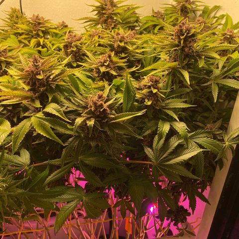 Ultra Purple growlog timeline photo