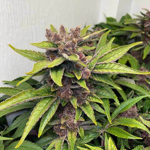 Ultra Purple growlog timeline photo