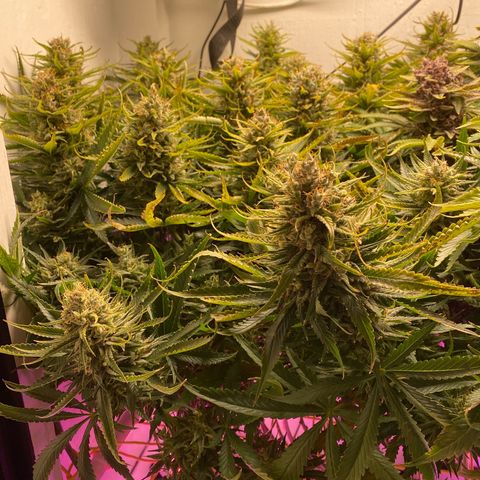 Ultra Purple growlog timeline photo
