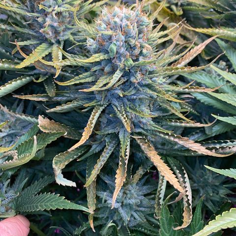 Ultra Purple growlog timeline photo