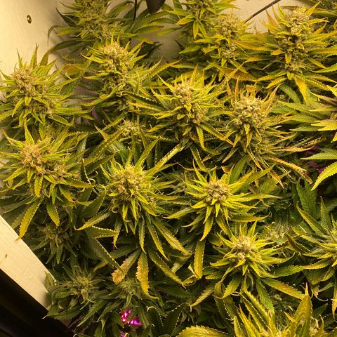Ultra Purple growlog timeline photo