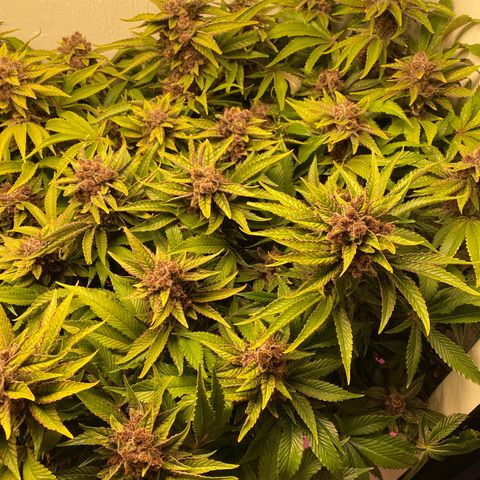 Ultra Purple growlog timeline photo
