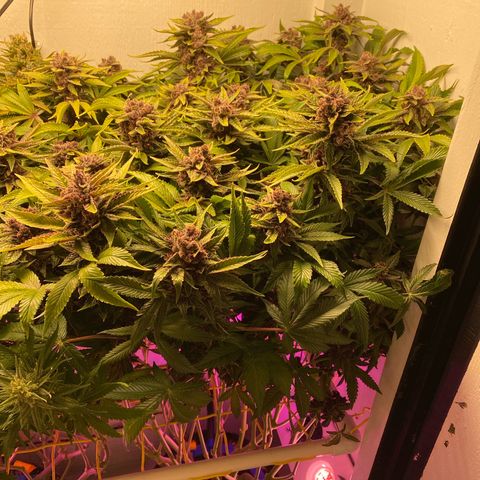 Ultra Purple growlog timeline photo