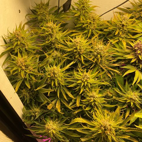 Ultra Skunk growlog timeline photo