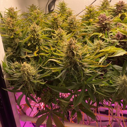 Ultra Skunk growlog timeline photo