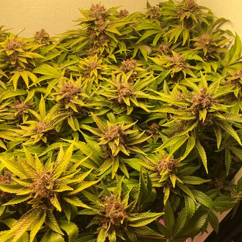 Ultra Purple growlog timeline photo