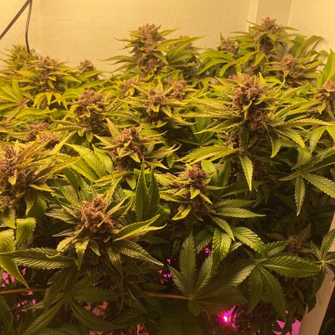 Ultra Purple growlog timeline photo