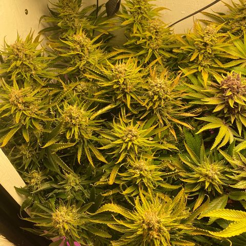 Ultra Skunk growlog timeline photo