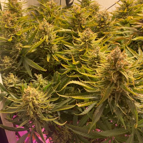 Ultra Skunk growlog timeline photo