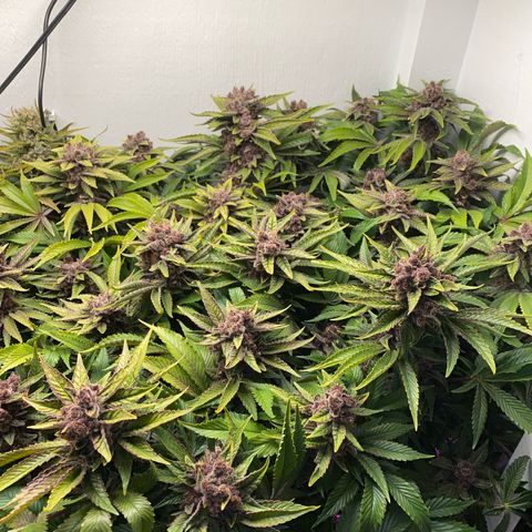 Ultra Purple growlog timeline photo