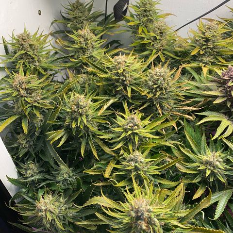 Ultra Skunk growlog timeline photo