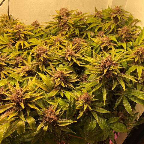 Ultra Purple growlog timeline photo