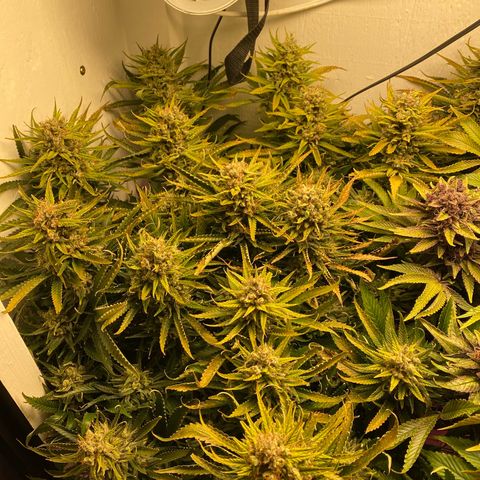 Ultra Skunk growlog timeline photo