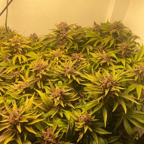 Ultra Purple growlog timeline photo