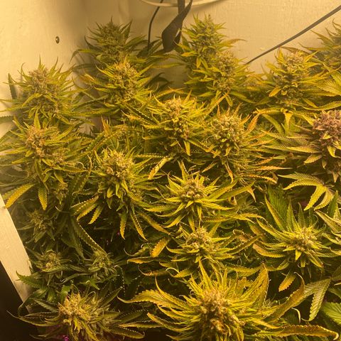 Ultra Skunk growlog timeline photo