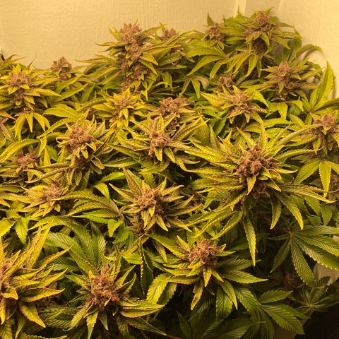 Ultra Purple growlog timeline photo