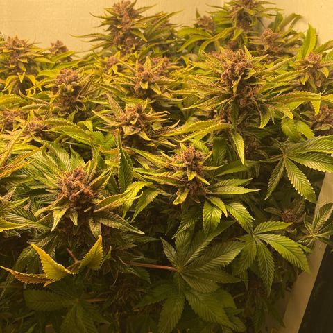Ultra Purple growlog timeline photo