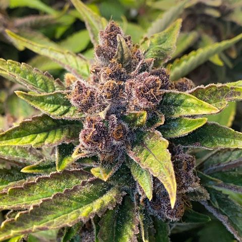 Ultra Purple growlog timeline photo